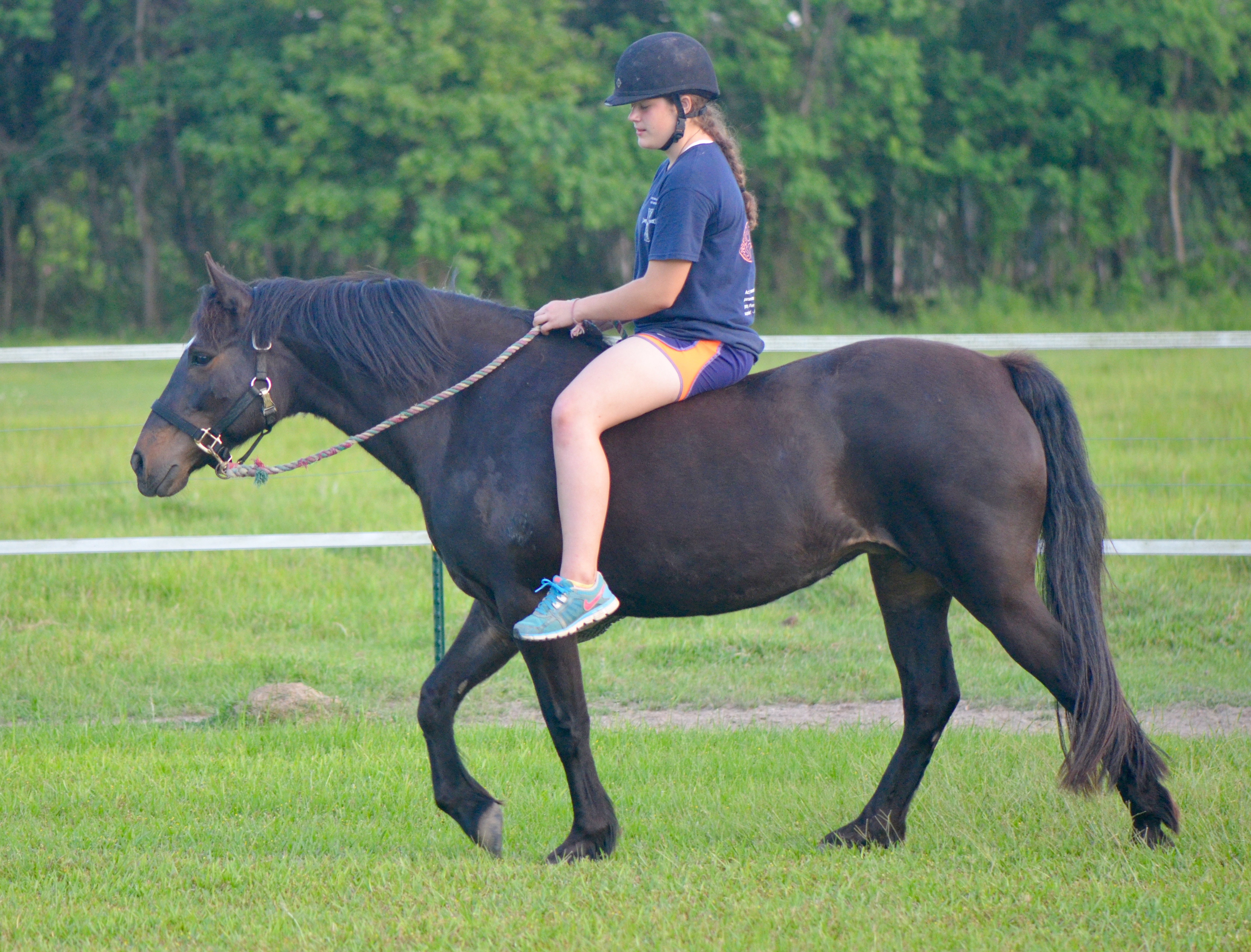 Glenormiston Clemma purebred Connemara mare