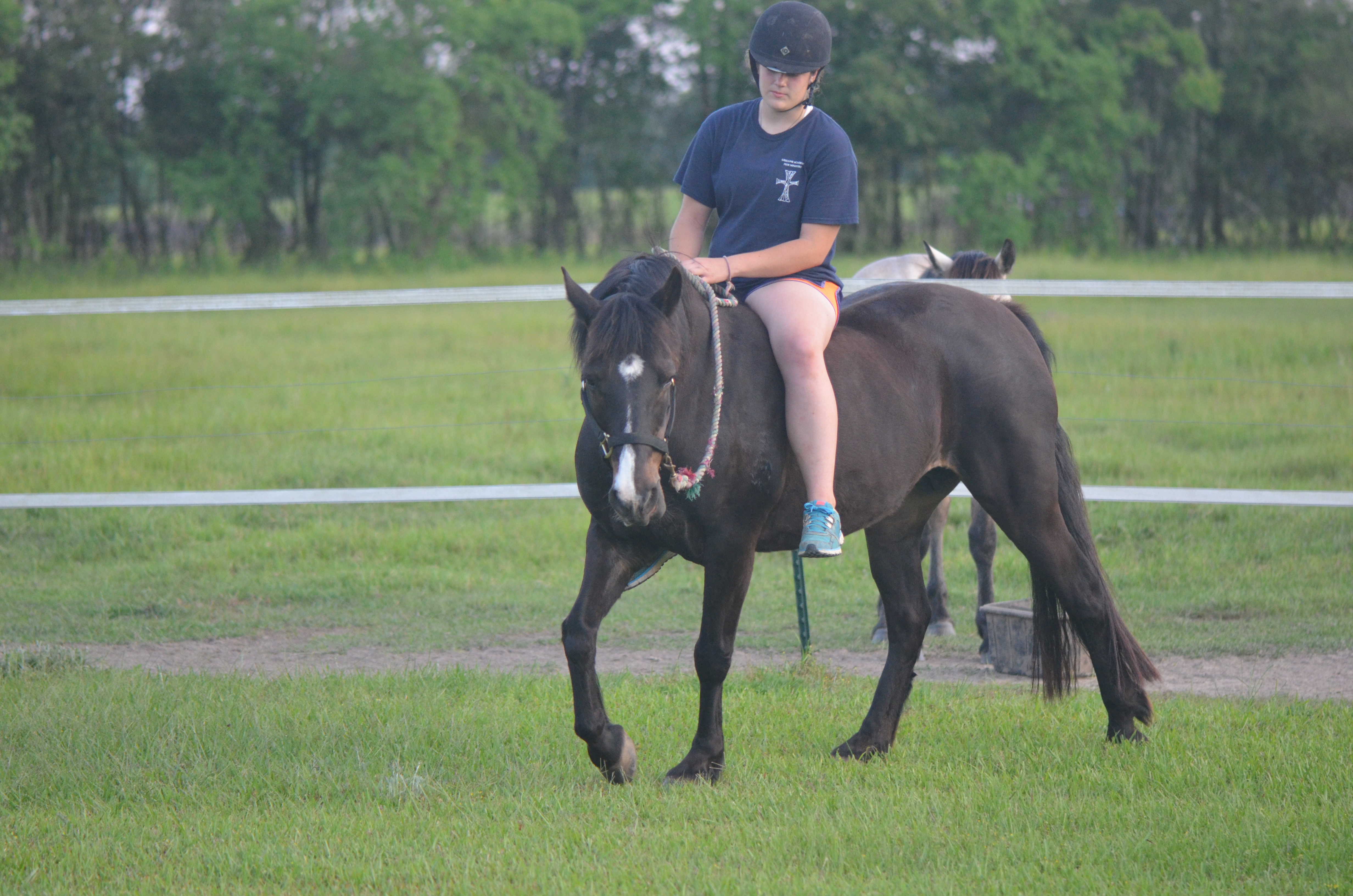 Glenormiston Clemma purebred Connemara mare
