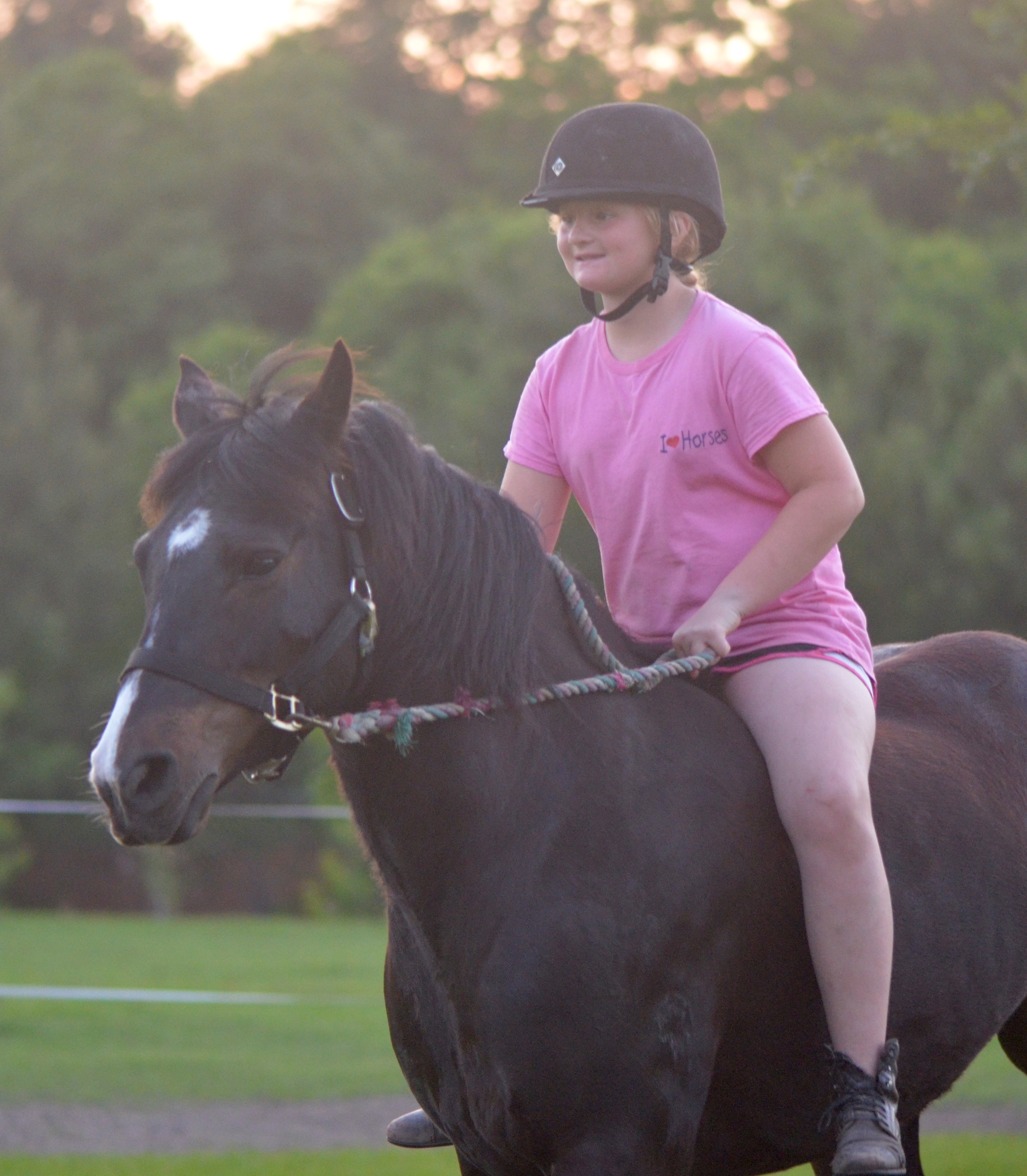 Glenormiston Clemma purebred Connemara mare