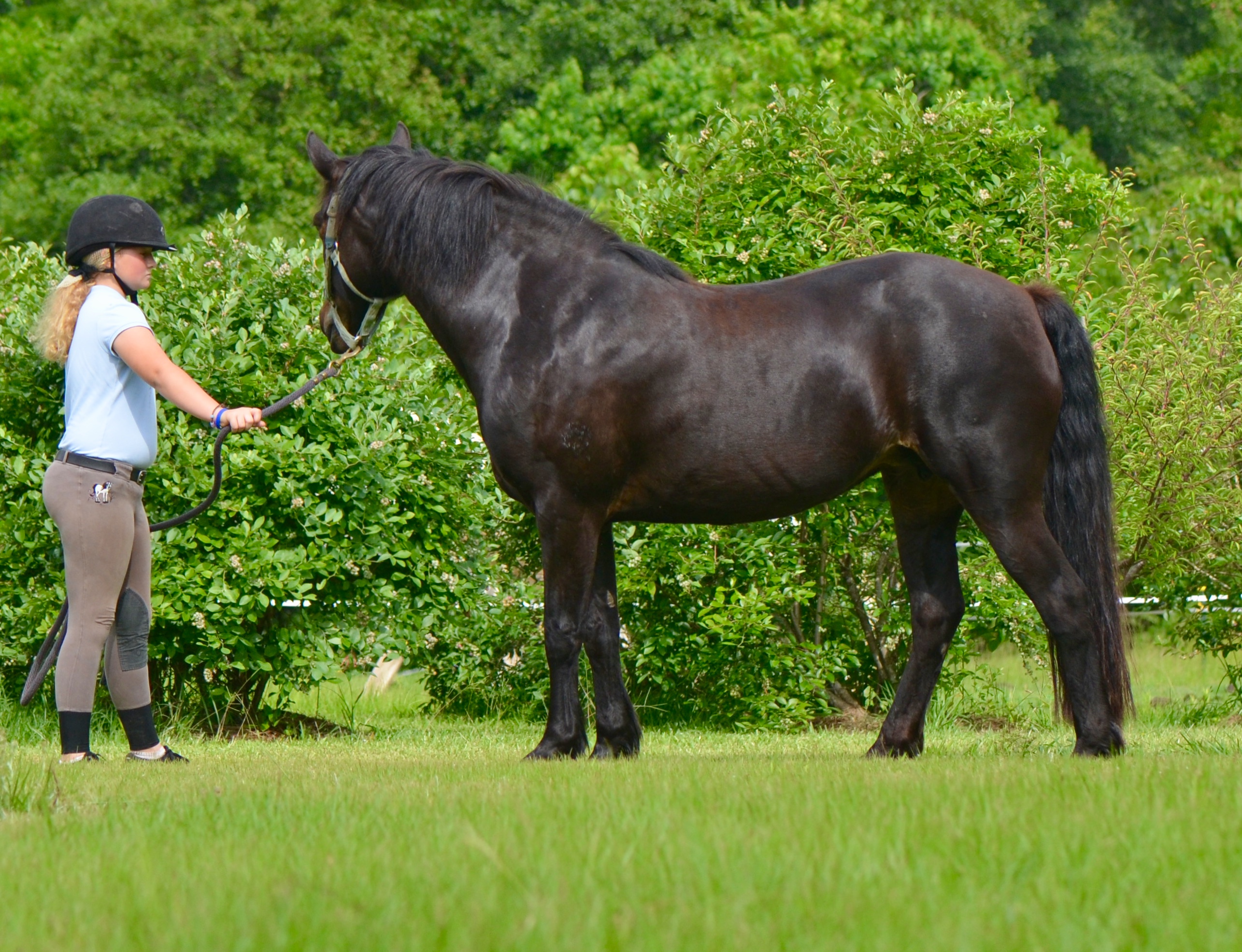 Glenormiston Clemma purebred Connemara mare