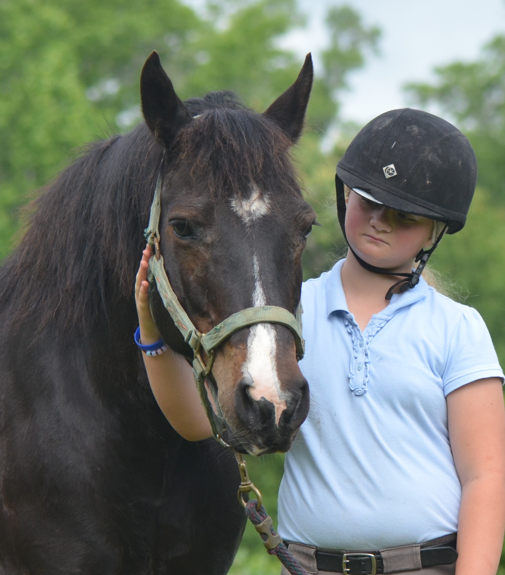 Glenormiston Clemma purebred Connemara mare
