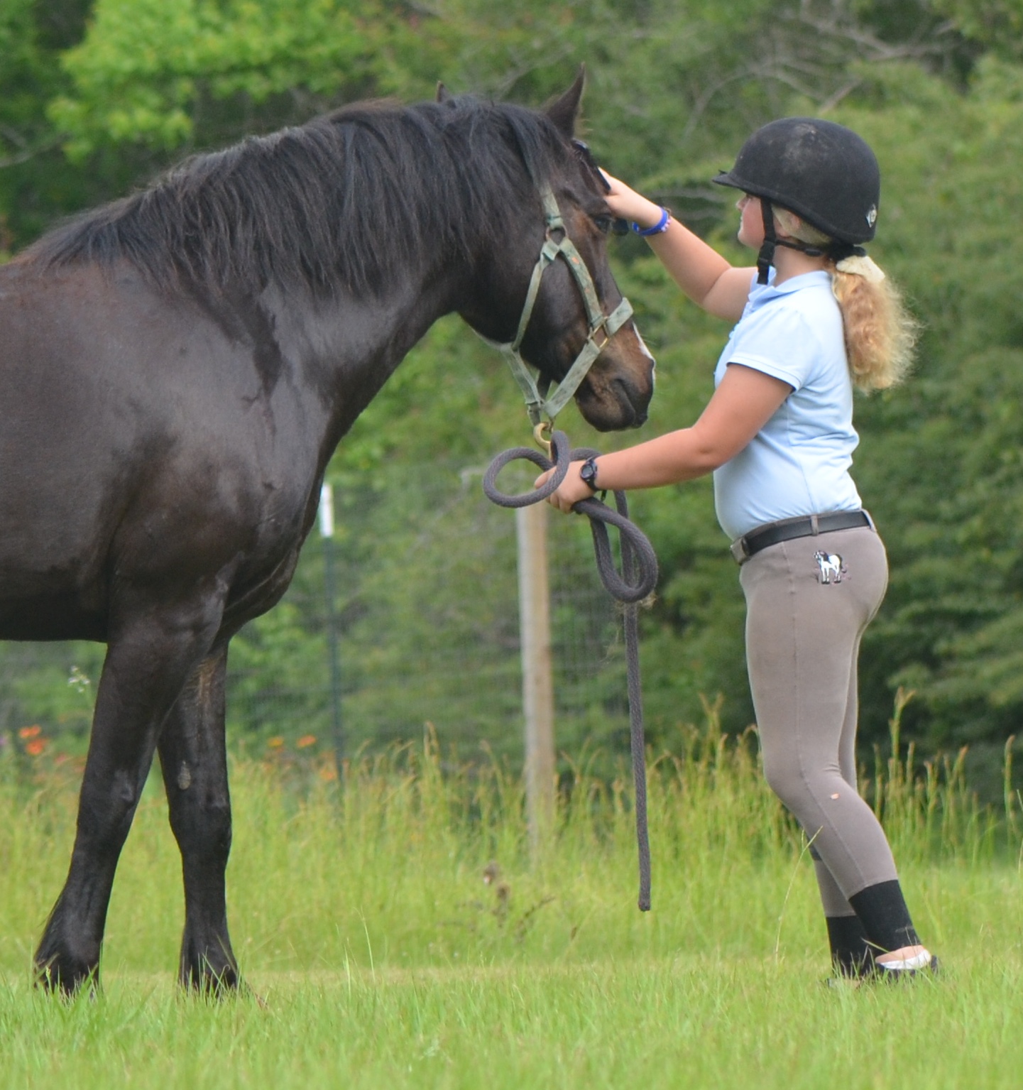 Glenormiston Clemma purebred Connemara mare