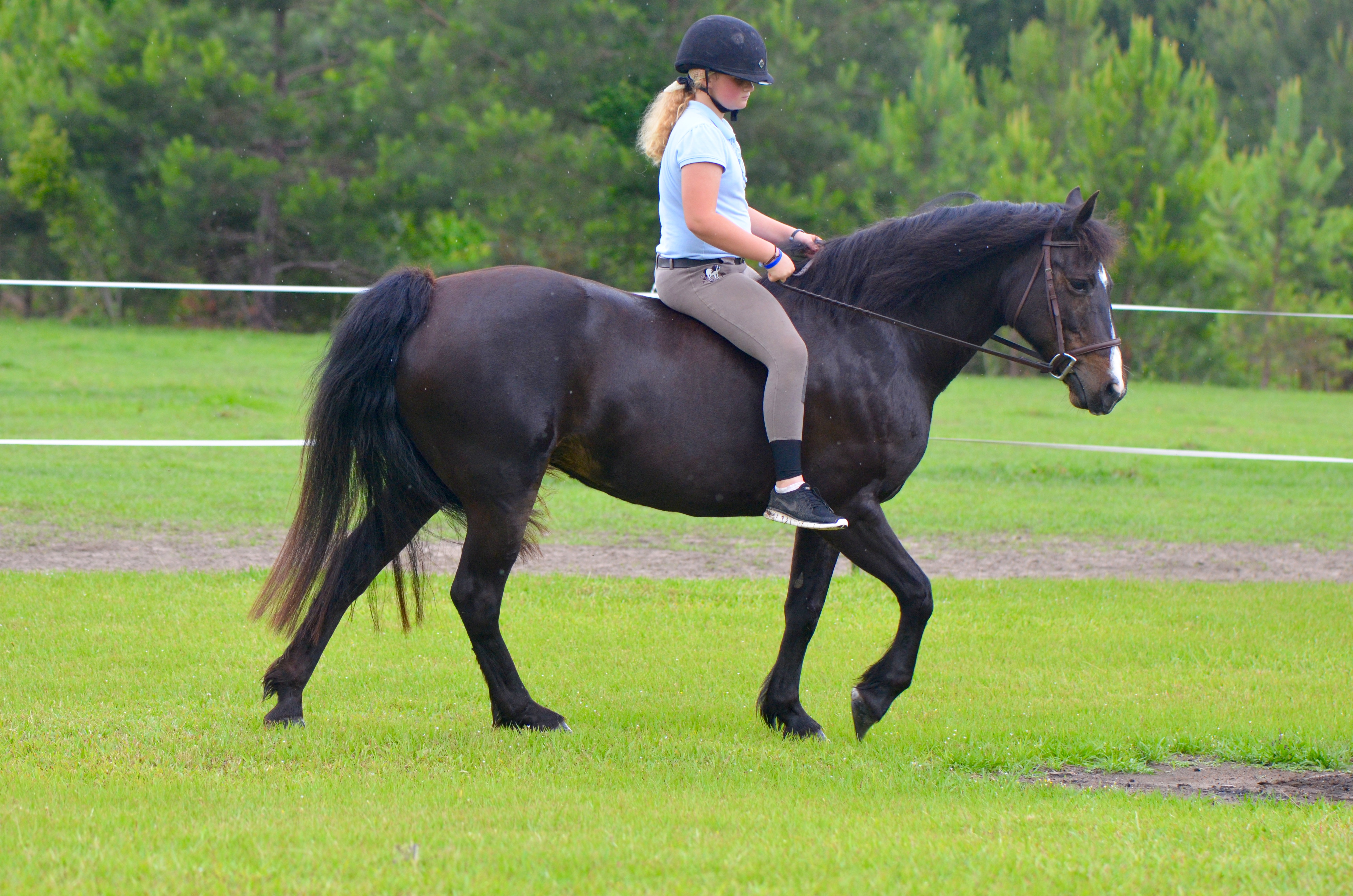 Glenormiston Clemma purebred Connemara mare