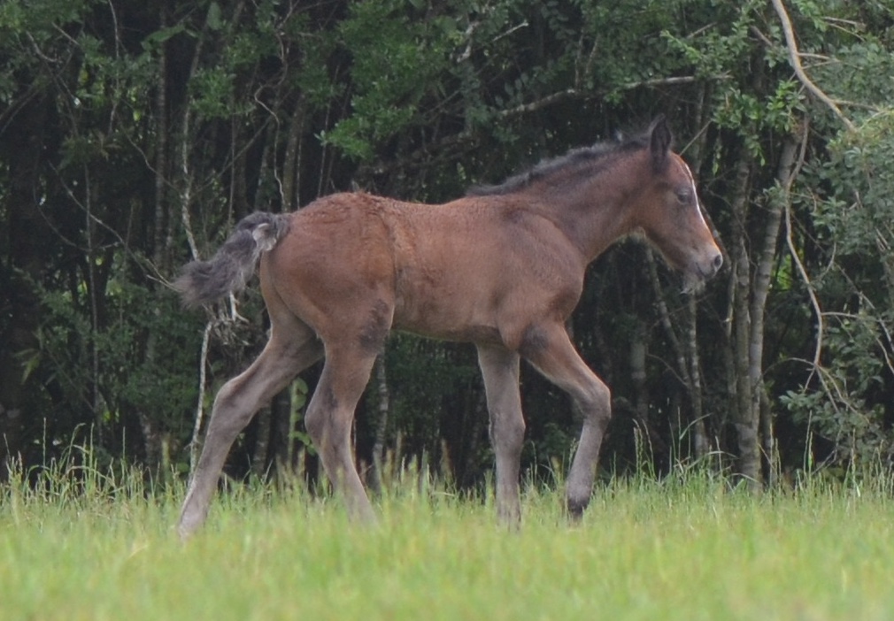 Blackwing Poker Face 2105 Connemara pony colt