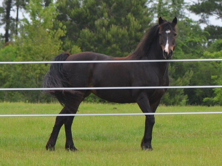 Glenormiston Clemma purebred Connemara mare