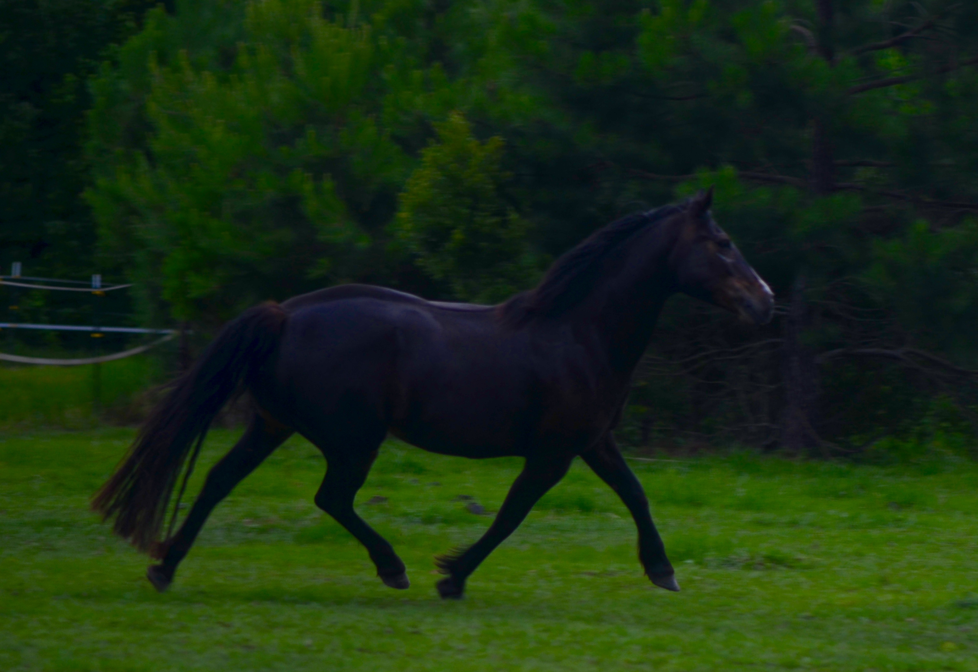 Glenormiston Clemma purebred Connemara mare