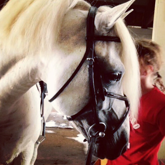 Connemara stallion Wildwych Wily Casanova