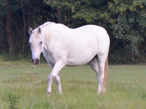 Connemara mare, *Murvey Inver Lor